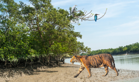 Explore the Wild Beauty of Sundarban: A Complete Guide to a Memorable Journey